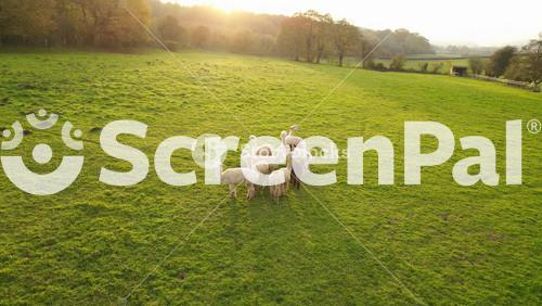 Aerial Shot Of A Group Of Lamas Grazing On A Beautiful Field At Sunset. White Lama's Family With A Young Brown Lama. 4k Drone